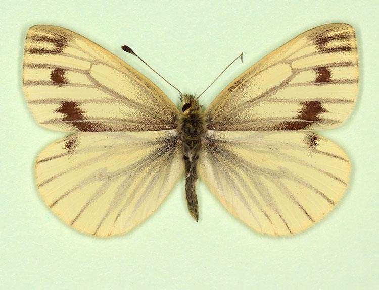 Pieris napi female (aberrant form apicenudata) (Internet Image property of respective owner, non-commercial use only)
